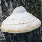 Riesen Pilz auf einem Toten Baumstamm