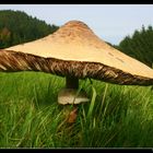 Riesen Pilz