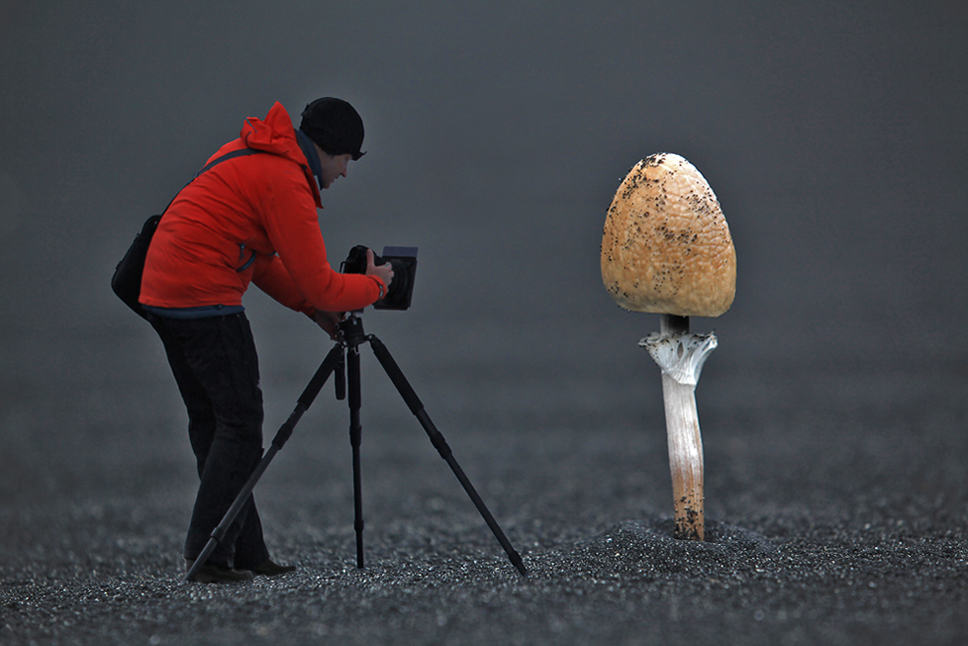 Riesen-Pilze in Stokksnes entdeckt :-) - Island #3045
