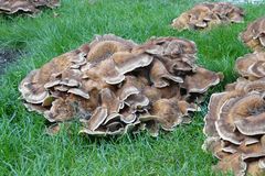 Riesen-Porling (Meripilus giganteus)  Holzzersetzende Pilze