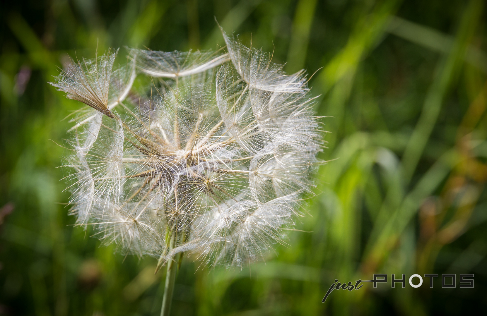 Riesen-Pusteblume