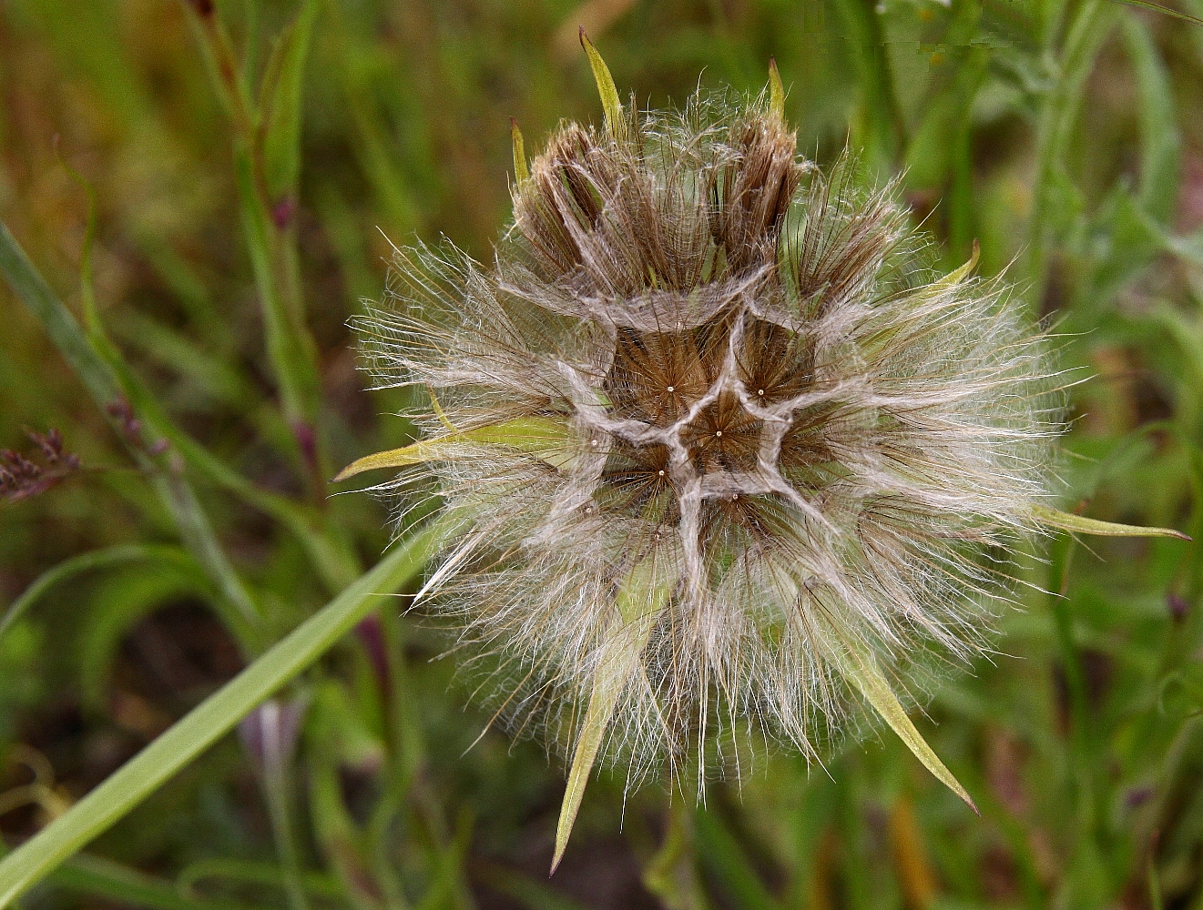 Riesen-Pusteblume