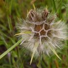 Riesen-Pusteblume