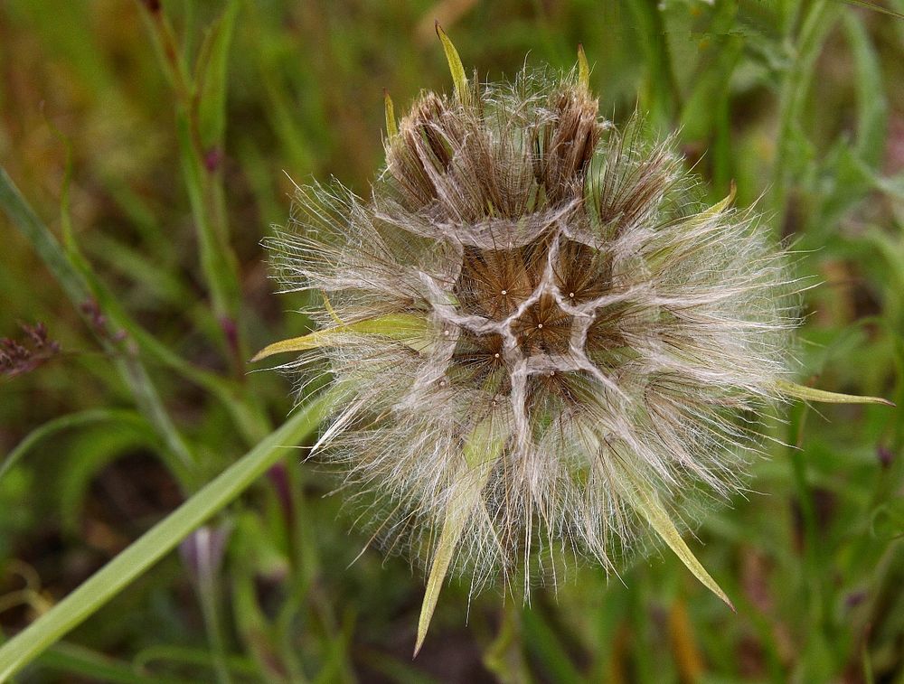 Riesen-Pusteblume