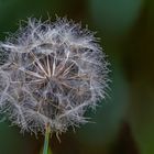 Riesen Pusteblume