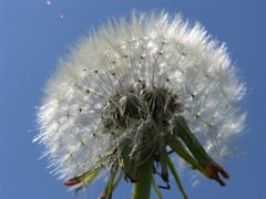 Riesen-Pusteblume