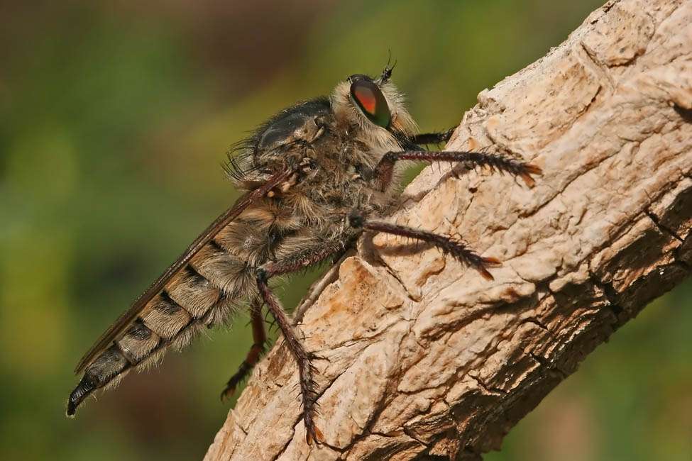 Riesen-Raubfliege