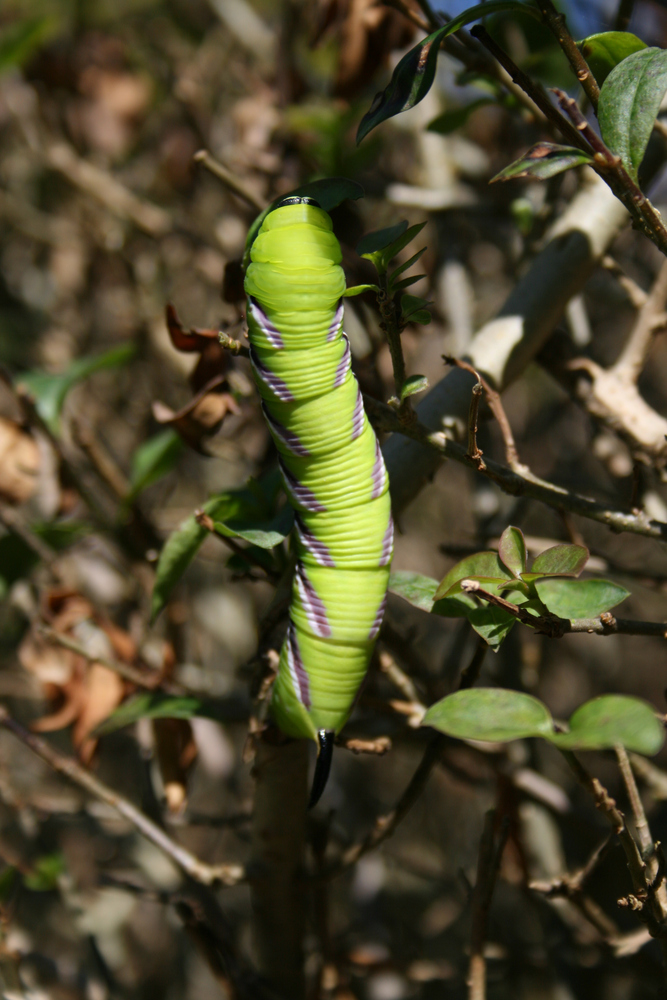 Riesen Raupe