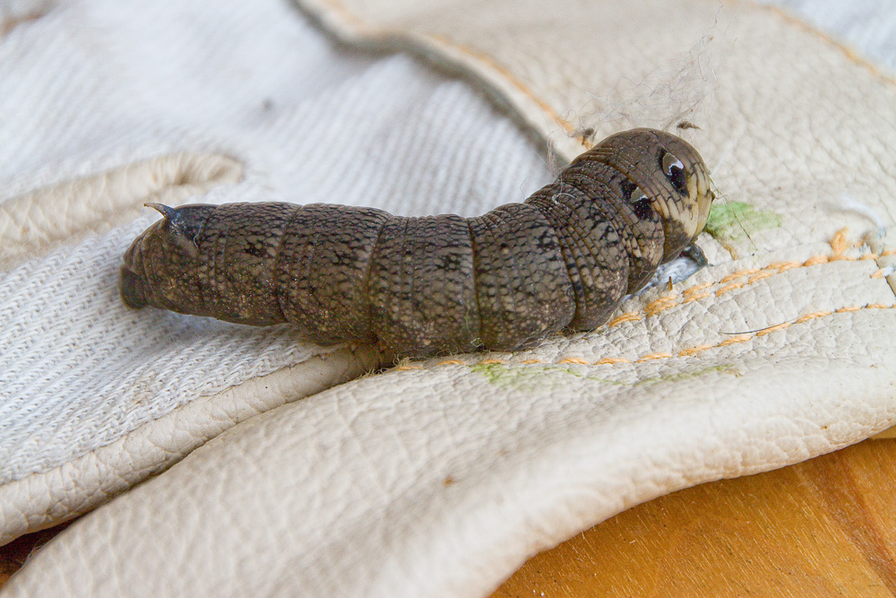 Riesen-Raupe Foto &amp; Bild | tiere, wildlife, insekten Bilder auf ...