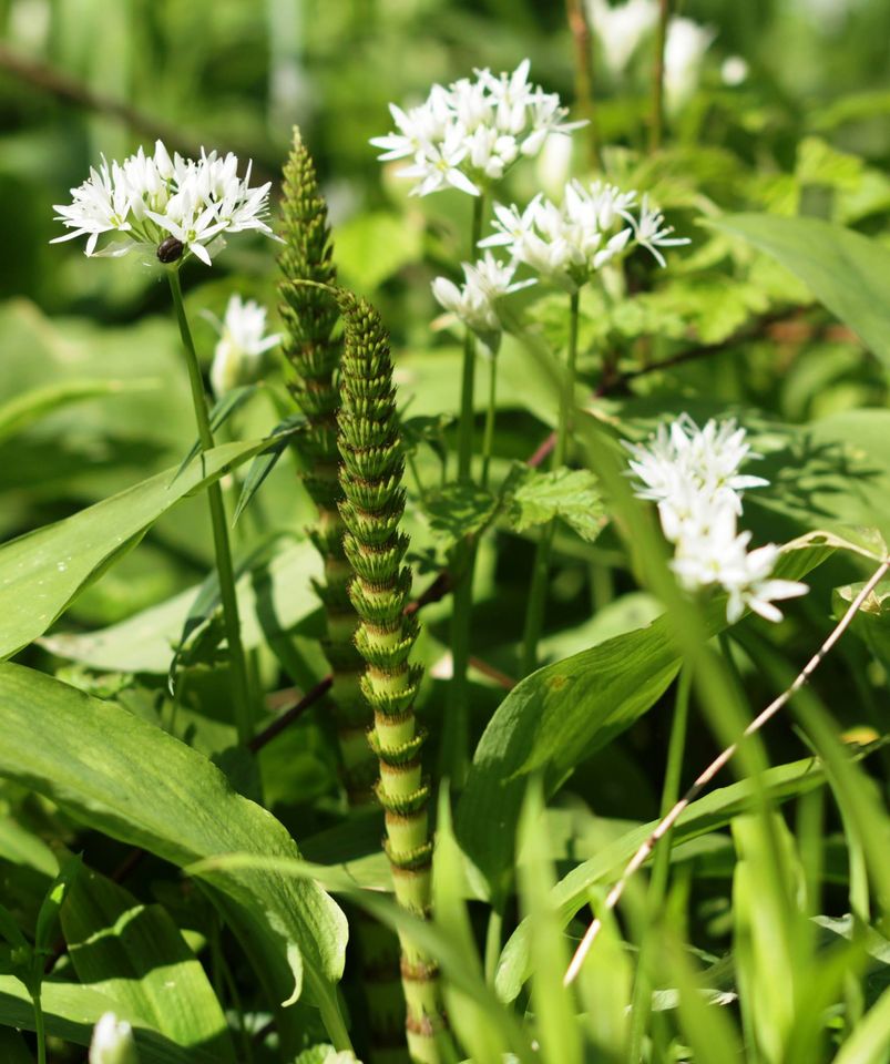 Riesen-Schachtelhalm (Equisetum telmateia)