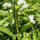 Riesen-Schachtelhalm (Equisetum telmateia)