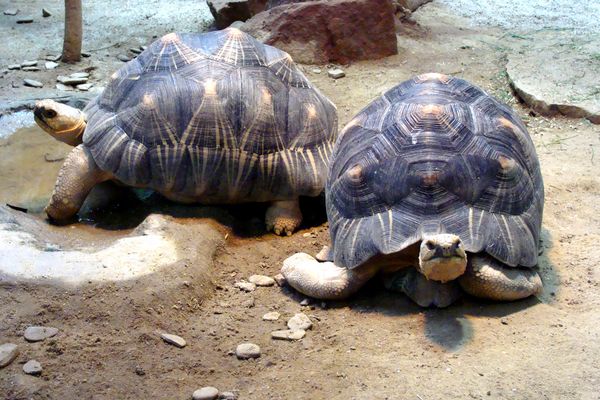 Riesen-Schildköten im Berliner Zoo