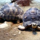 Riesen-Schildköten im Berliner Zoo