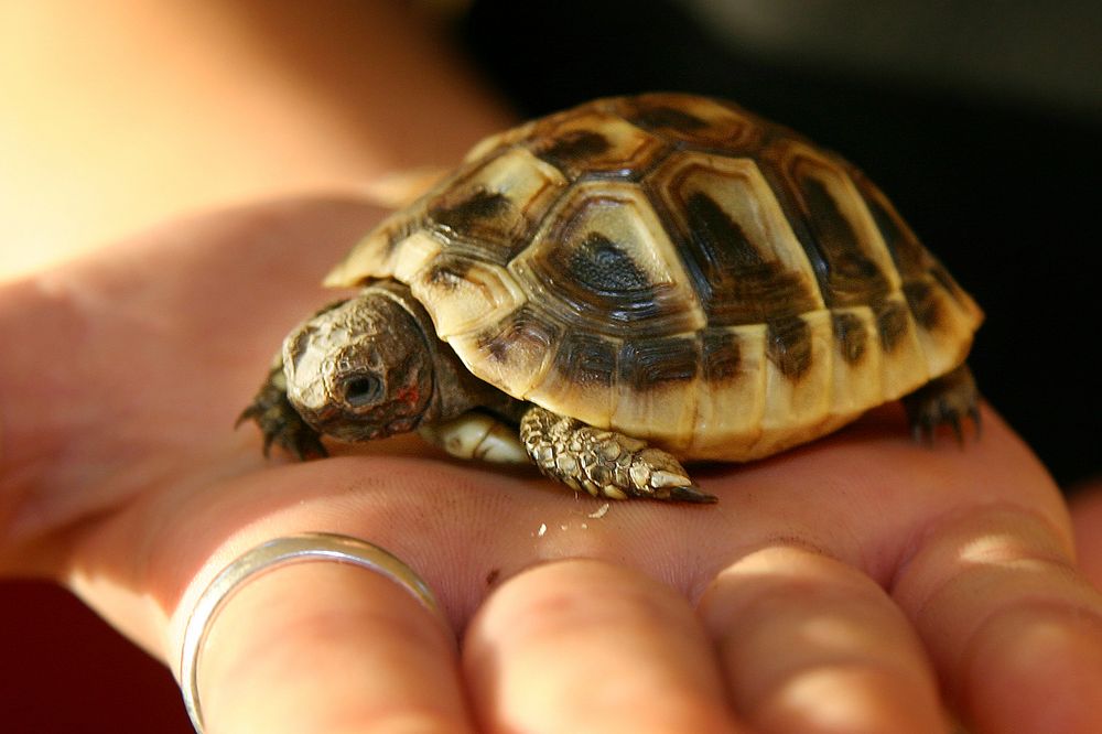 Riesen-Schildkröte.....