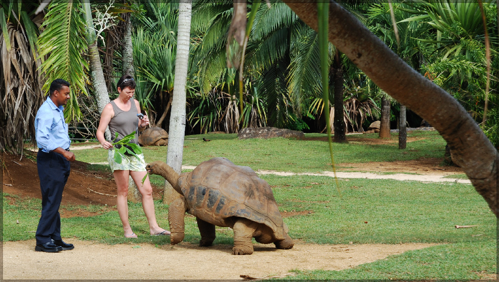 Riesen Schildkröte