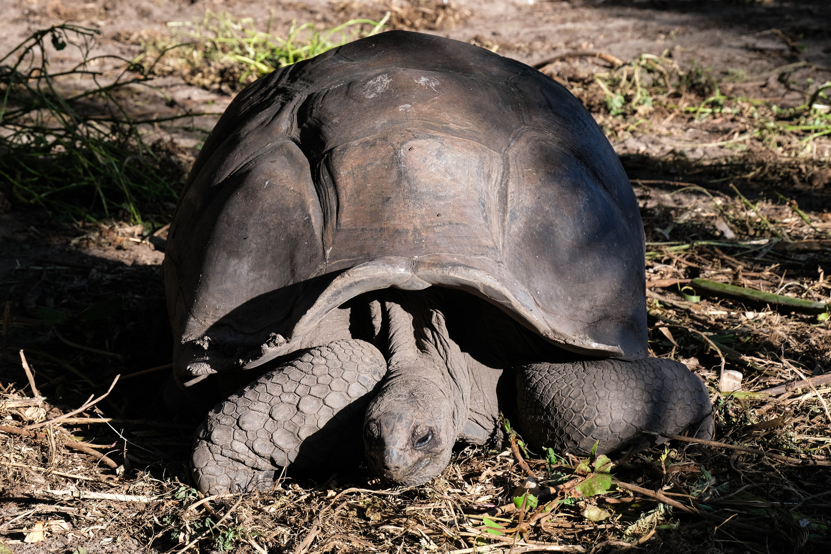 ...Riesen Schildkröte im Union Estate Park...