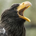 Riesen-Schrei-Seeadler