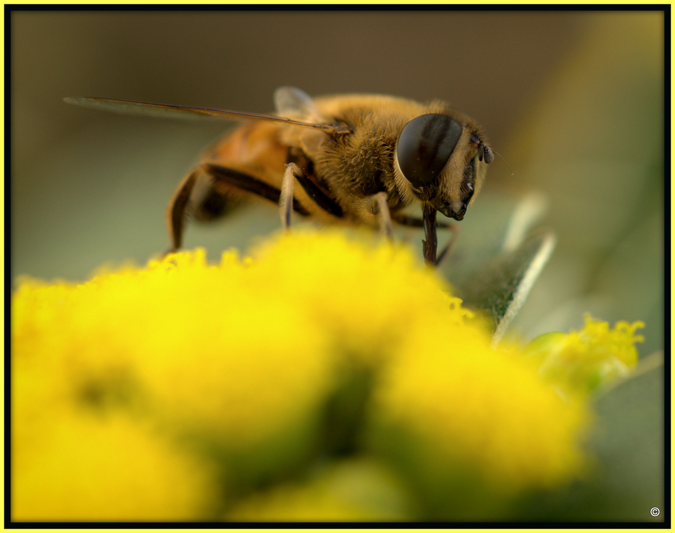 (Riesen)-Schwebfliege