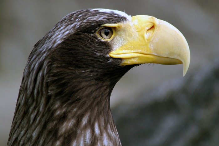 Riesen-Seeadler