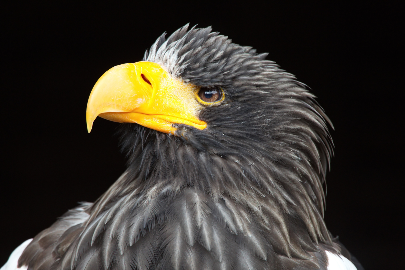 Riesen Seeadler