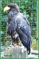 Riesen-Seeadler - Falknerei Remscheid