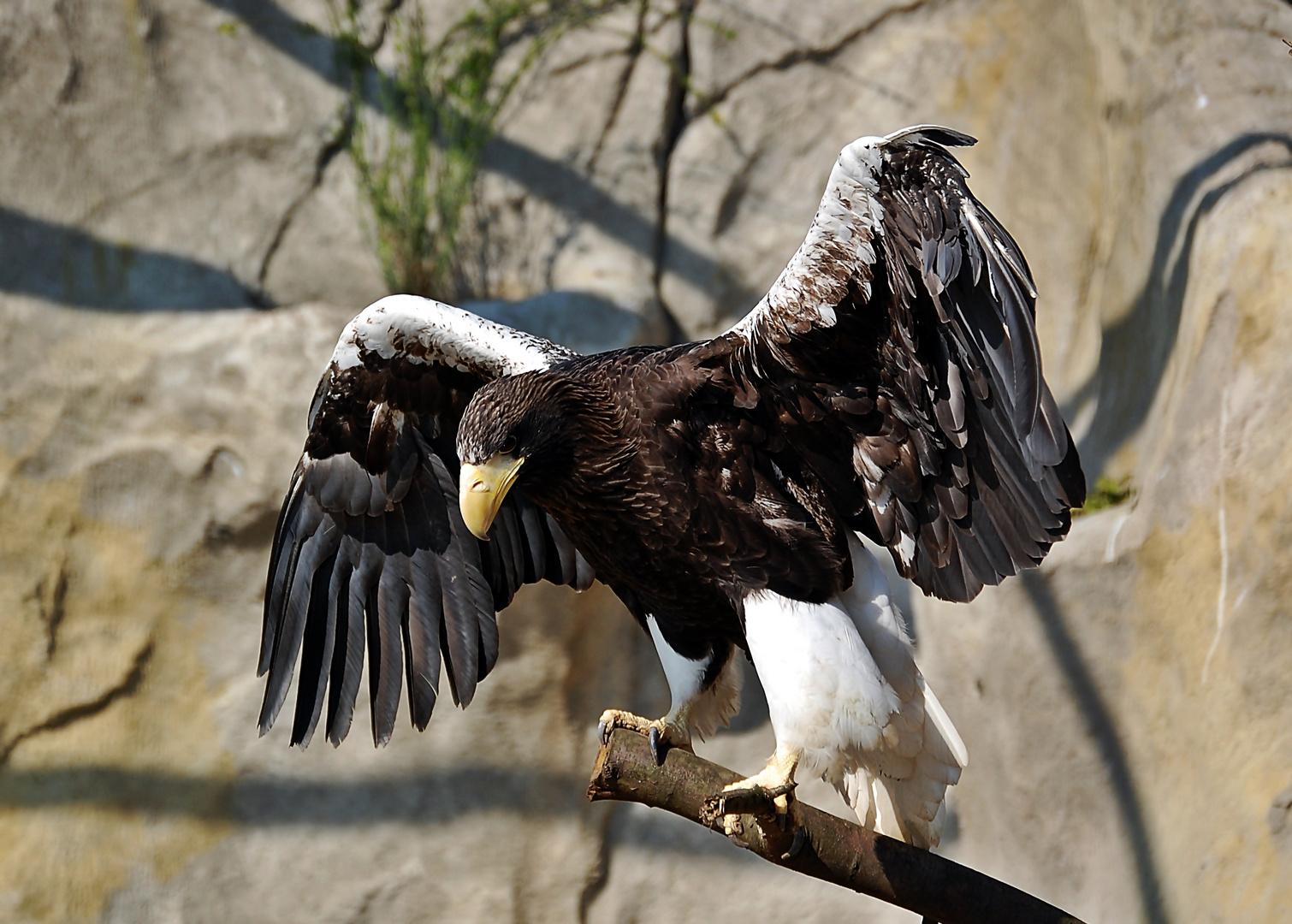 Riesen Seeadler