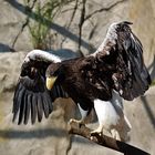 Riesen Seeadler