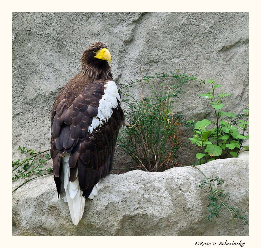 Riesen Seeadler in der neuen Voliere