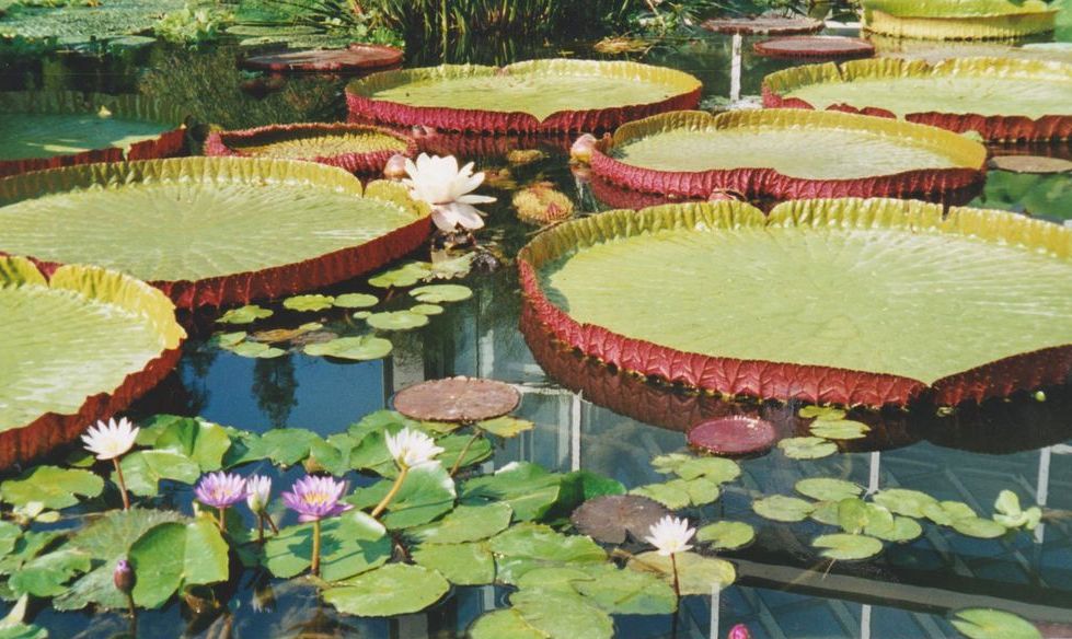 Riesen-Seerose Victoria Amazonica