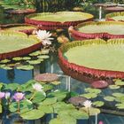 Riesen-Seerose Victoria Amazonica