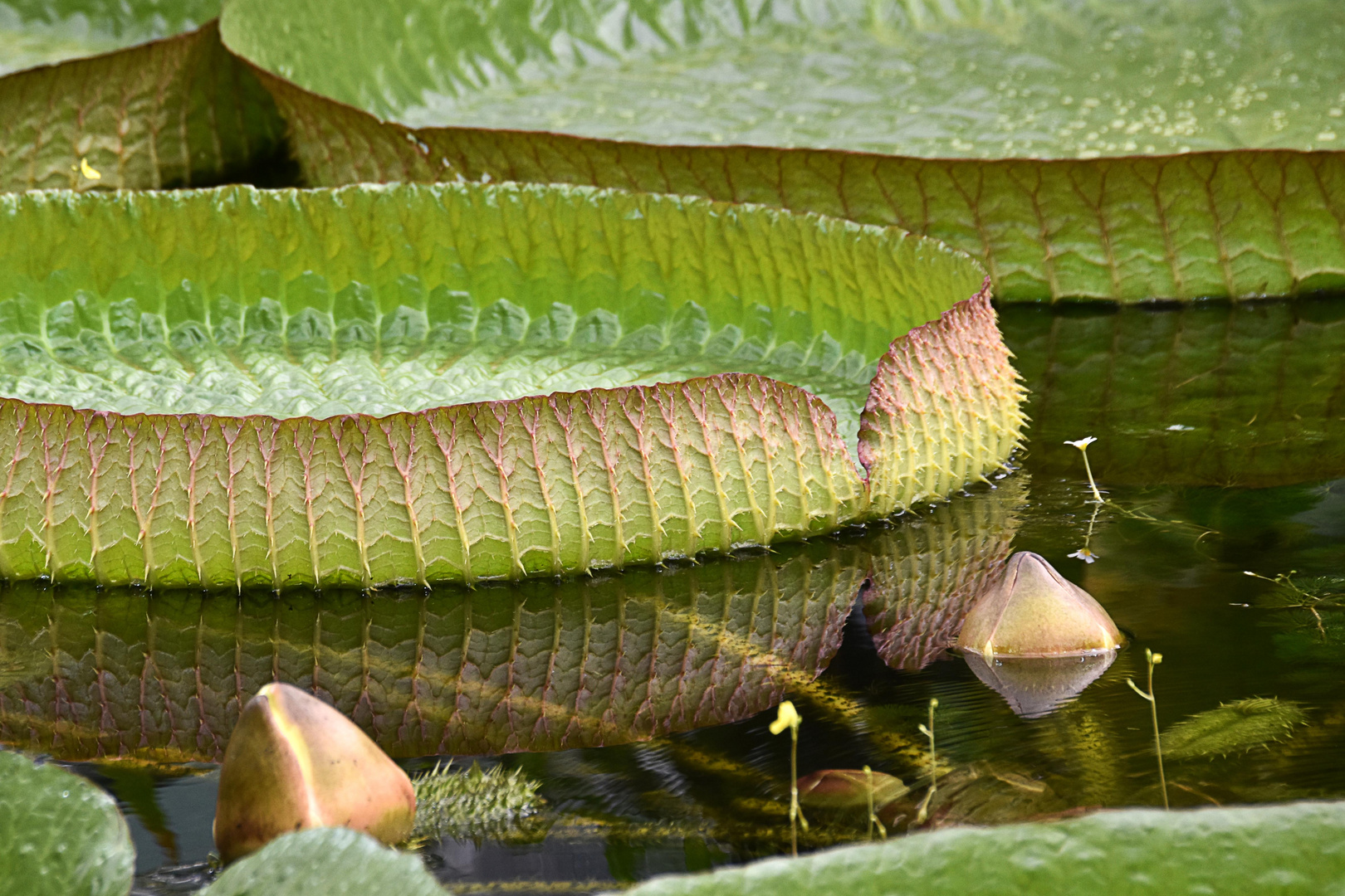 Riesen- Seerosen - Victoria Regia