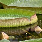 Riesen- Seerosen - Victoria Regia