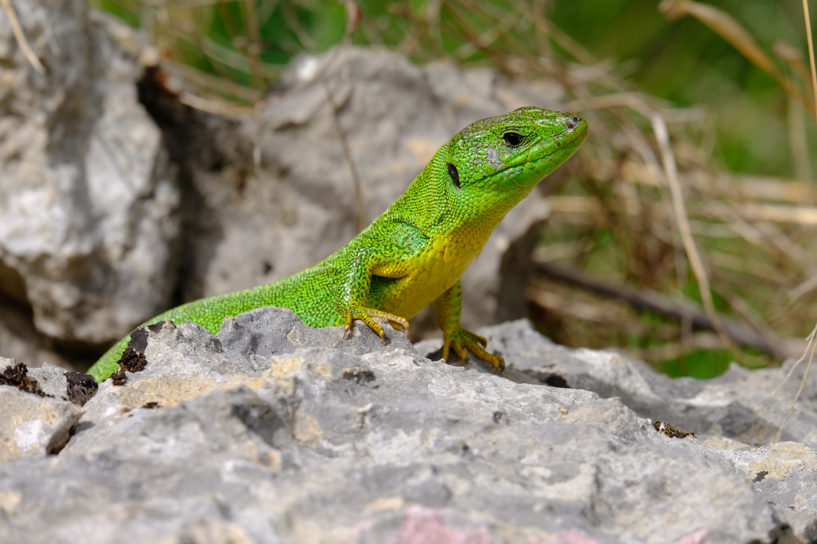 Riesen Smaragdeidechse im Krka Nationalpark