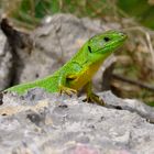 Riesen Smaragdeidechse im Krka Nationalpark