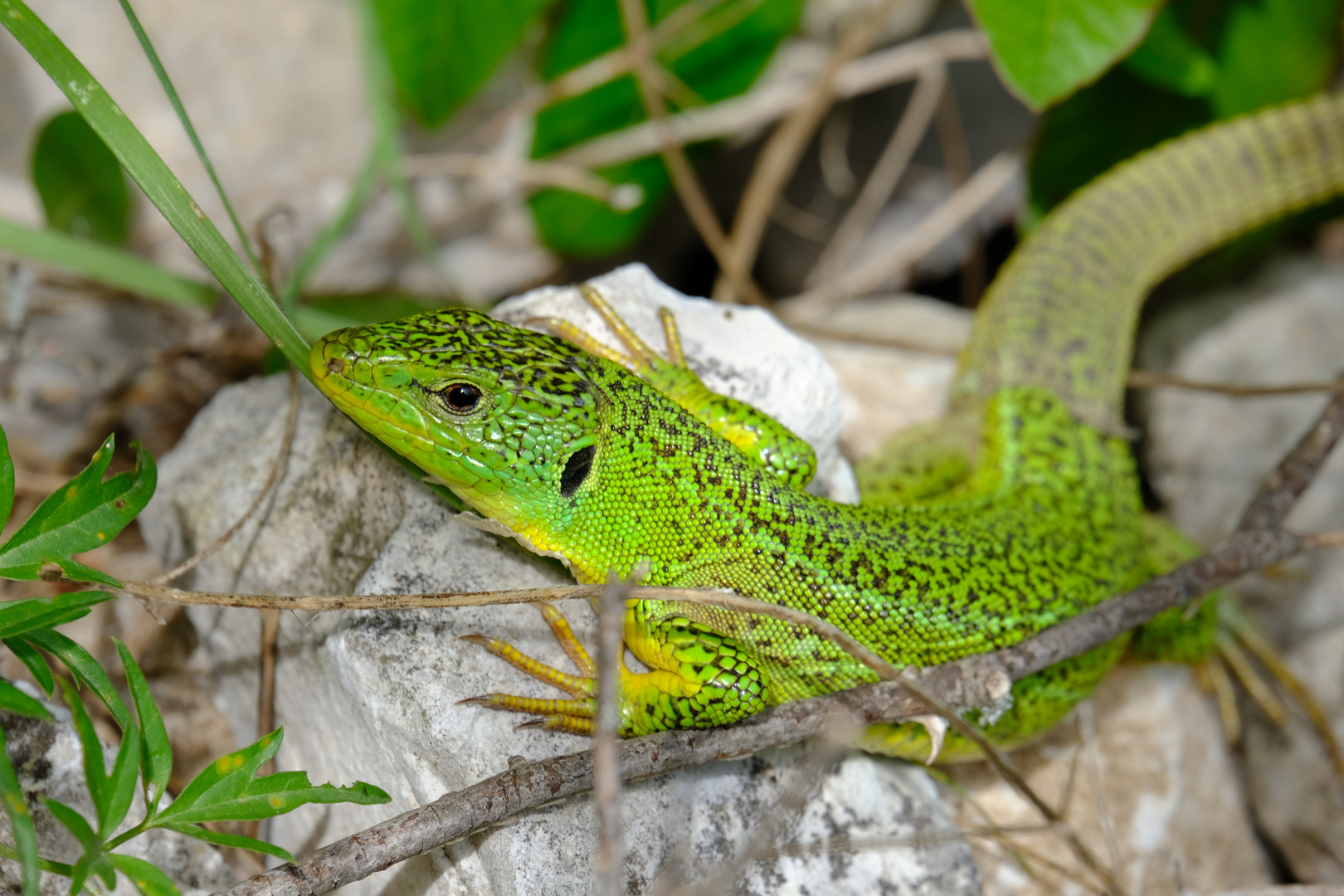 Riesen Smaragdeidechse im Krka Nationalpark