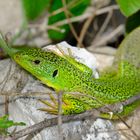 Riesen Smaragdeidechse im Krka Nationalpark