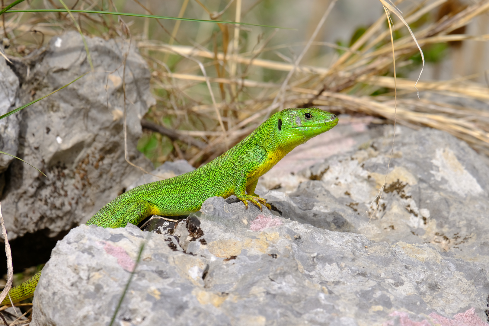 Riesen Smaragdeidechse im Krka Nationalpark