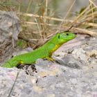 Riesen Smaragdeidechse im Krka Nationalpark