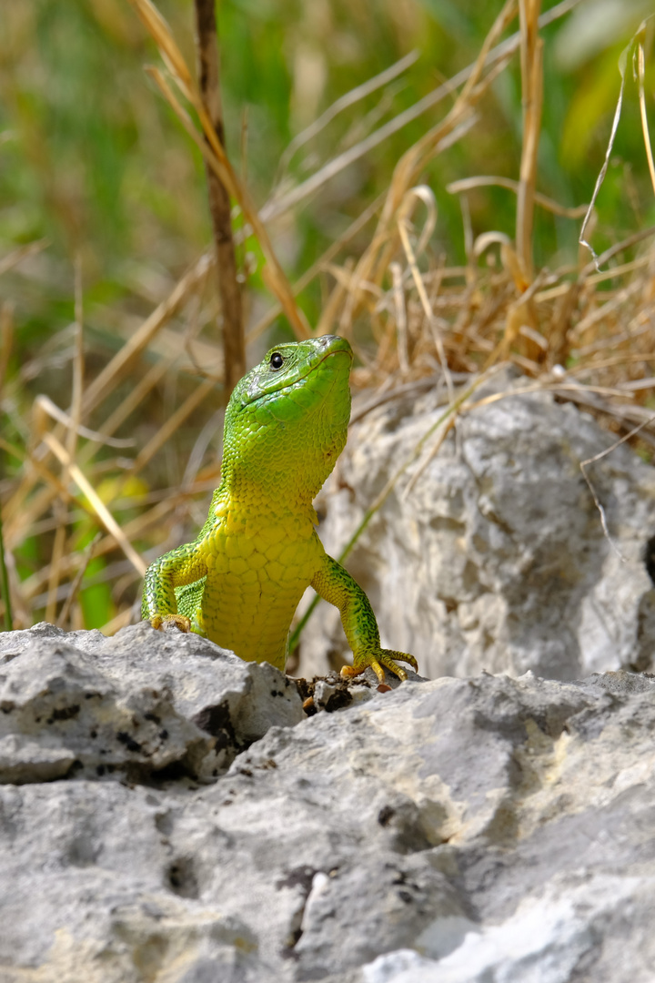 Riesen Smaragdeidechse im Krka Nationalpark