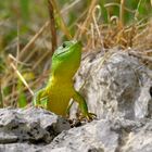 Riesen Smaragdeidechse im Krka Nationalpark