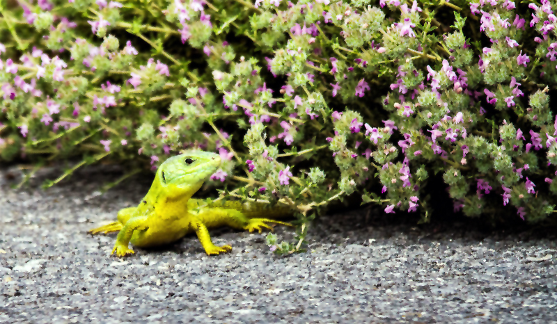 Riesen-Smaragdeidechse (Lacerta trilineata)/ Kreta 