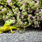 Riesen-Smaragdeidechse (Lacerta trilineata)/ Kreta 