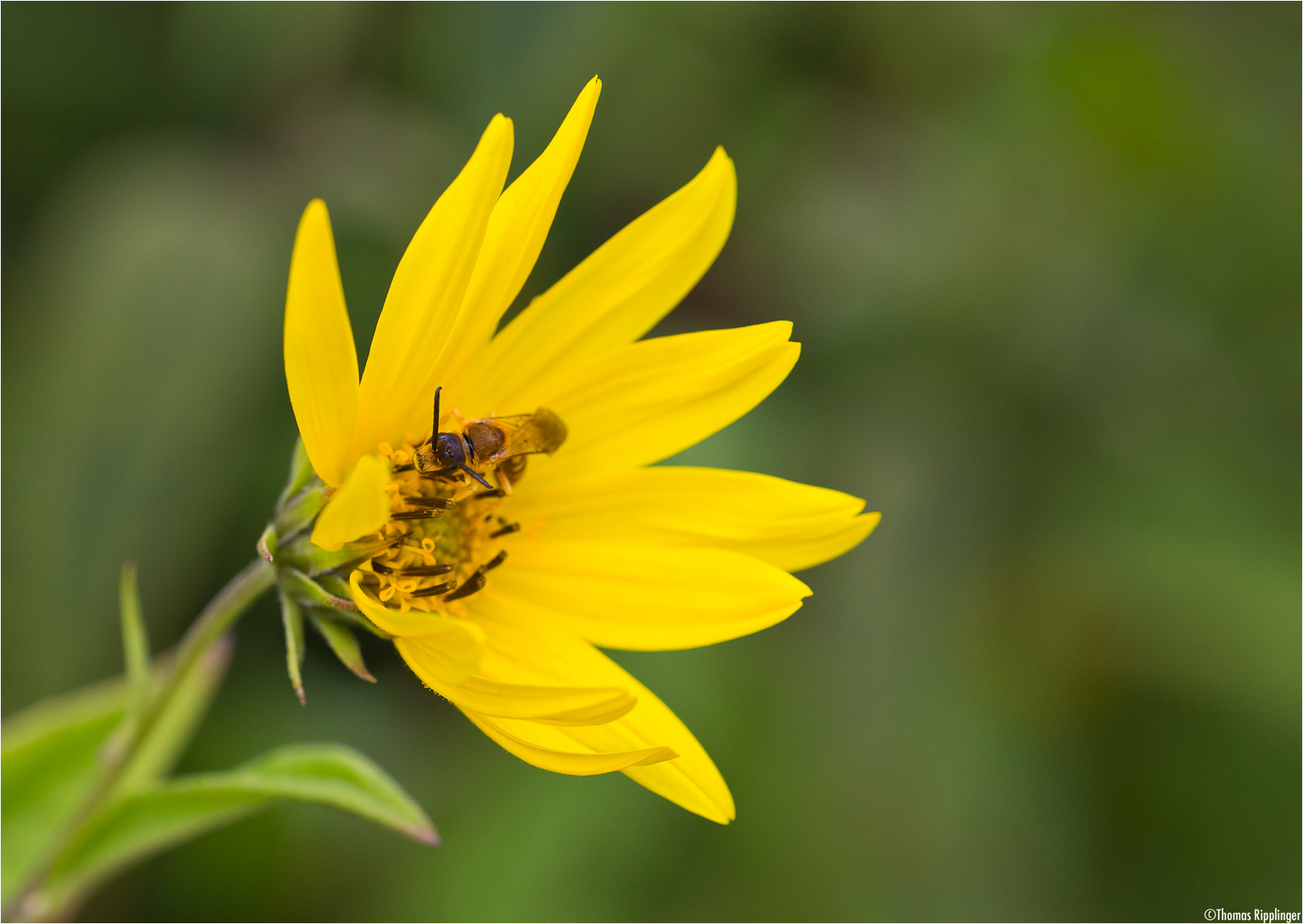 Riesen Sonnenblume (Helianthus giganteus).. Foto & Bild pflanzen