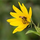 Riesen - Sonnenblume (Helianthus giganteus)....