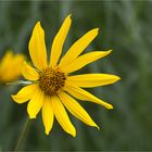 Riesen - Sonnenblume (Helianthus giganteus).