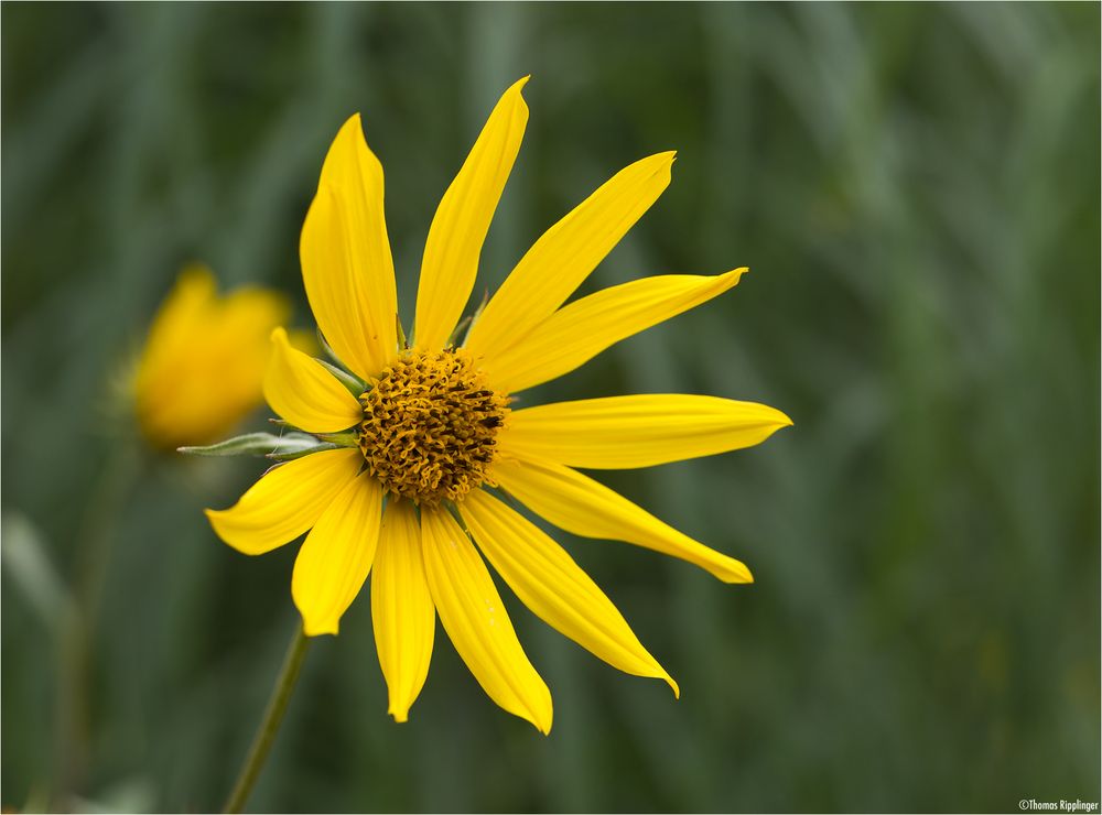 Riesen Sonnenblume (Helianthus giganteus). Foto & Bild pflanzen