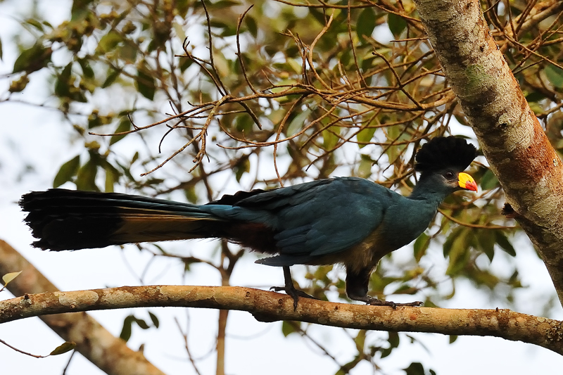 Riesen-Turako (Corythaeola cristata), Uganda