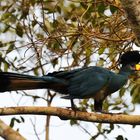 Riesen-Turako (Corythaeola cristata), Uganda