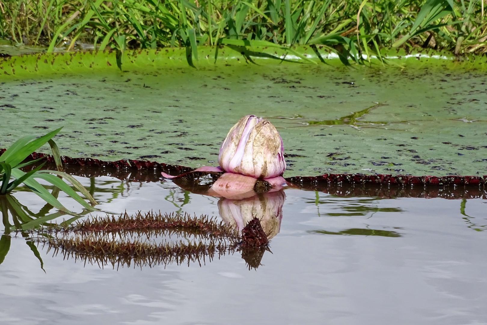 Riesen Wasserlilie (Amazonas)