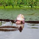 Riesen Wasserlilie (Amazonas)